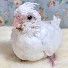 オカメインコ  ピュアホワイト  ♬🤍🪽