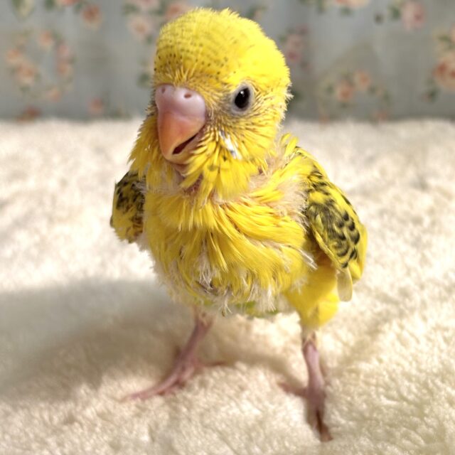 ◆インコ◆ Parakeet] New record high⁉️ Lots of pin feathers generated