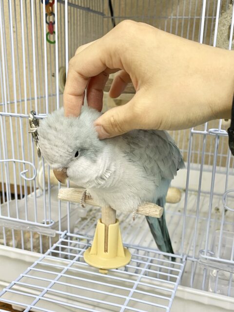 オキナインコ