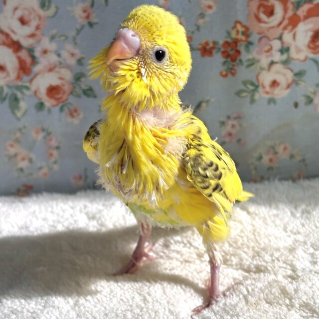 セキセイインコ