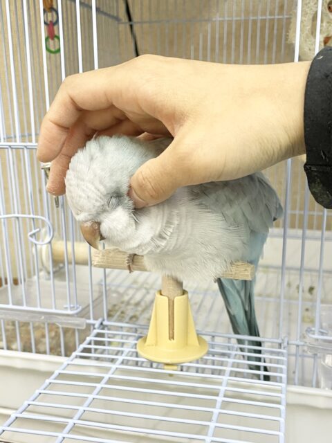 オキナインコ