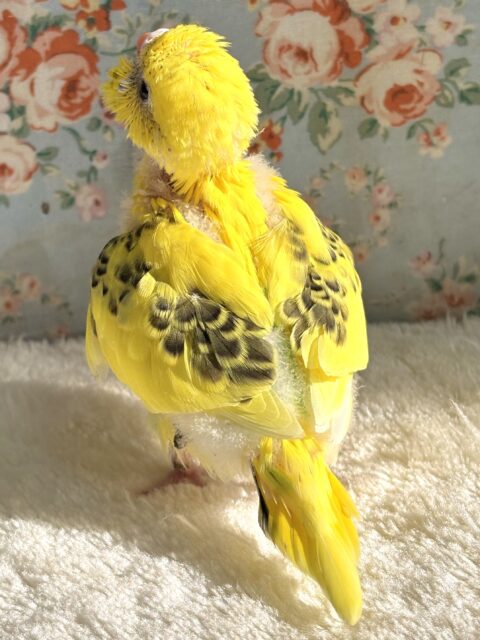 セキセイインコ