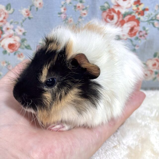 アビシニアンモルモット