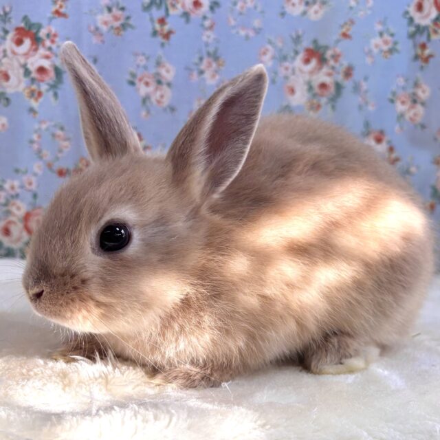 ネザーランドドワーフ