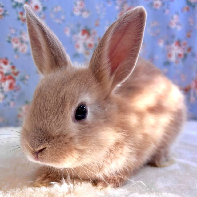 ネザーランドドワーフ