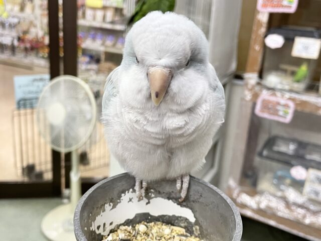 オキナインコ