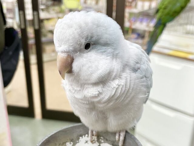 オキナインコ