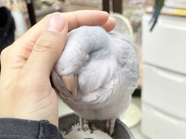 オキナインコ