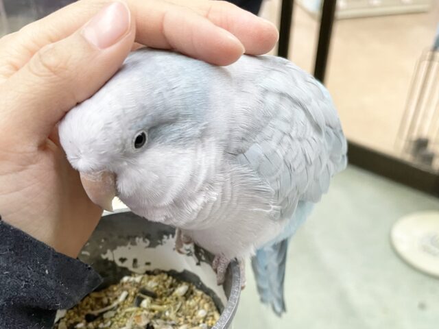 オキナインコ