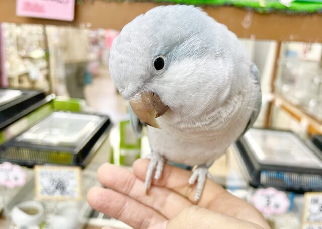 オキナインコ