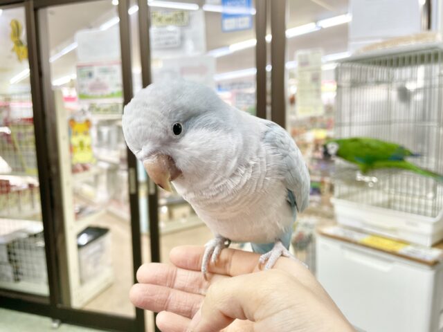 オキナインコ