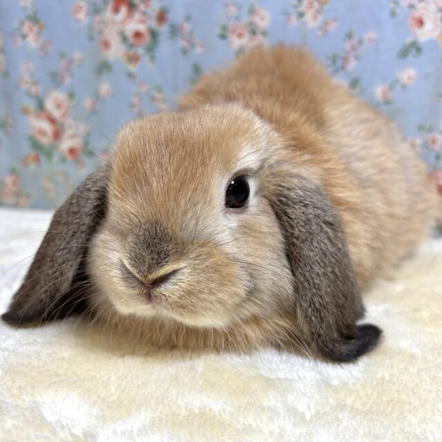 ホーランドロップ