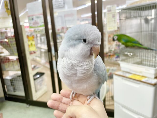 オキナインコ