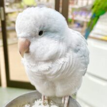 控えめな甘えん坊🩵🤍オキナインコ（ブルーパリド）