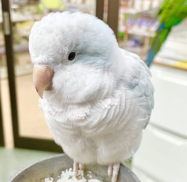 控えめな甘えん坊🩵🤍オキナインコ（ブルーパリド）