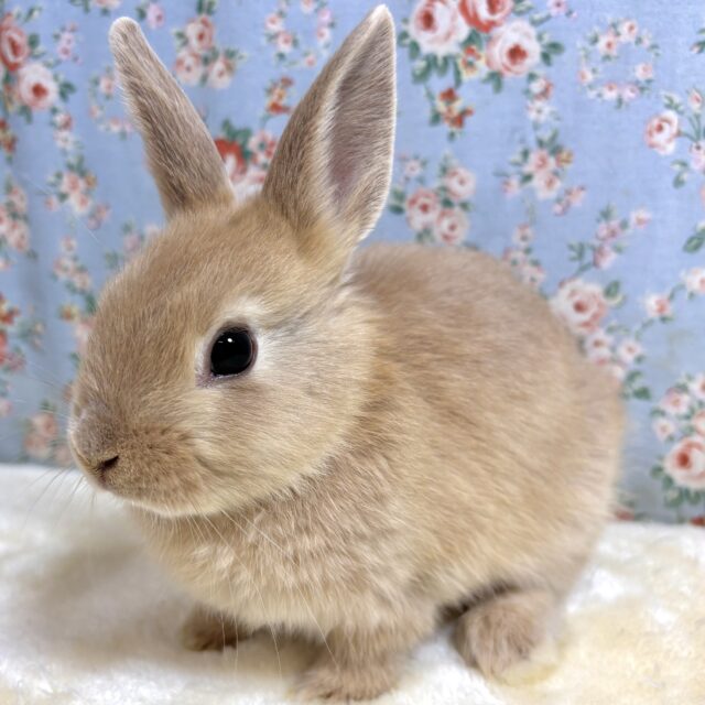 ネザーランドドワーフ