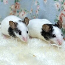 パンダマウス  男の子  2匹来てくれてますよ〜🐁🐀♬.*ﾟ