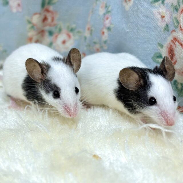 パンダマウス 男の子 2匹来てくれてますよ〜🐁🐀♬.*ﾟ