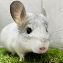 元気いっぱい！！チンチラ(パイド)