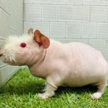 毛がないモルモット⁉️ スキニーギニアピッグ(男の子)