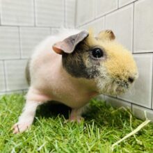 まるでブタさん⁉️ スキニーギニアピッグ(女の子)