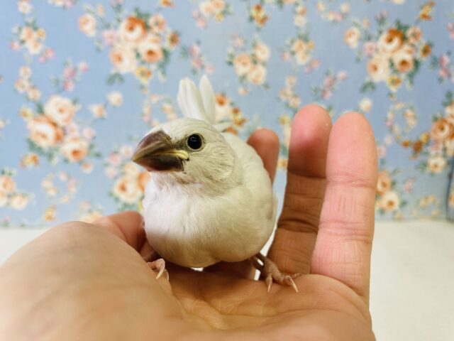 いとうつくし…🕊️🫧✨シルバー文鳥ヒナちゃん🤍🤍