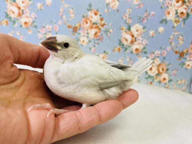 シルバー文鳥