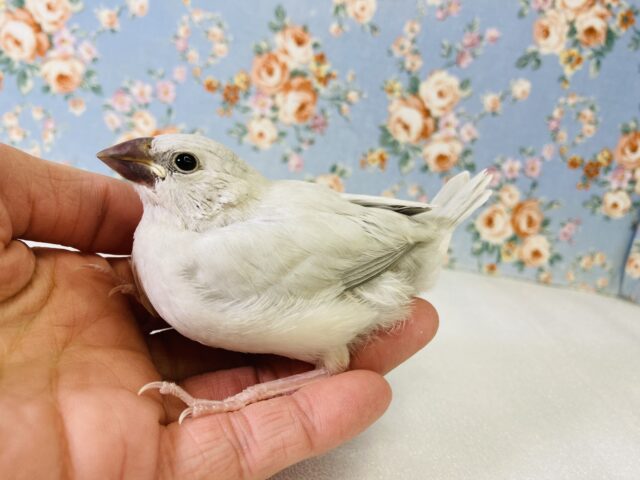 シルバー文鳥