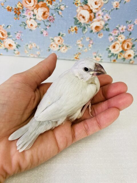 シルバー文鳥