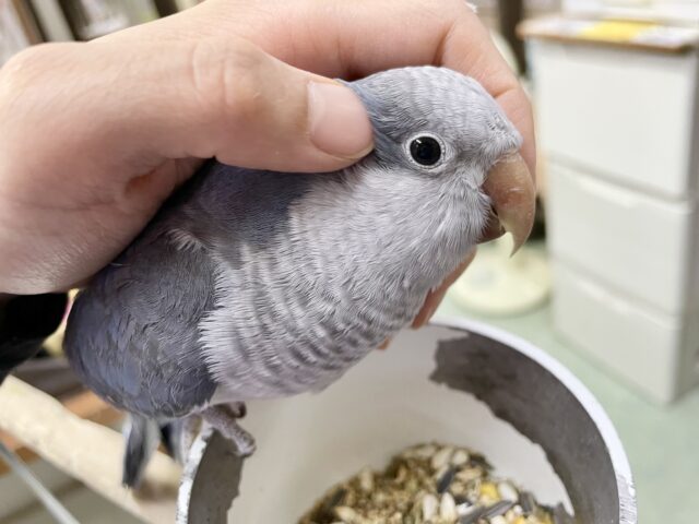 オキナインコ