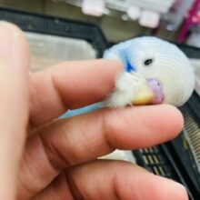 い~っぱい甘えたい🩵* 人が大好きな激かわインコちゃん🫧