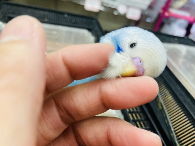 い~っぱい甘えたい🩵* 人が大好きな激かわインコちゃん🫧