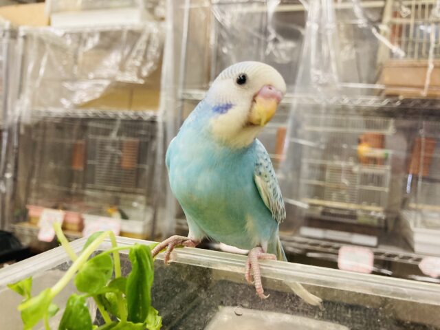 セキセイインコ