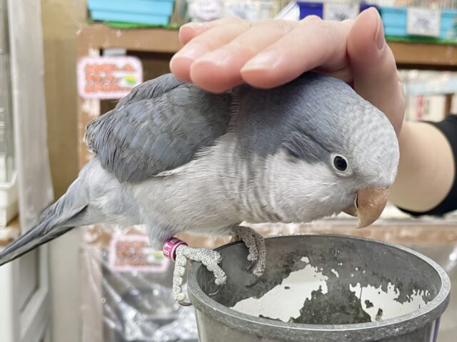 オキナインコ