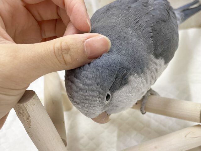 オキナインコ