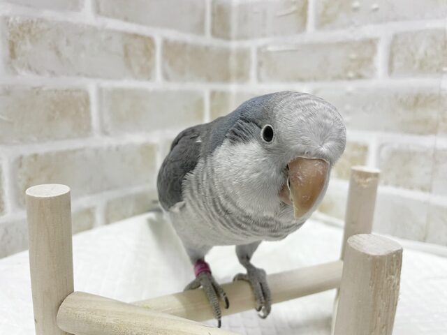 オキナインコ