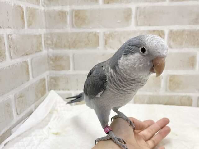 オキナインコ