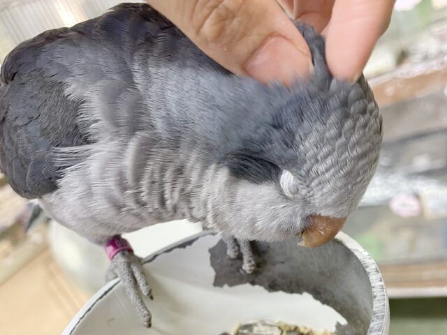 オキナインコ