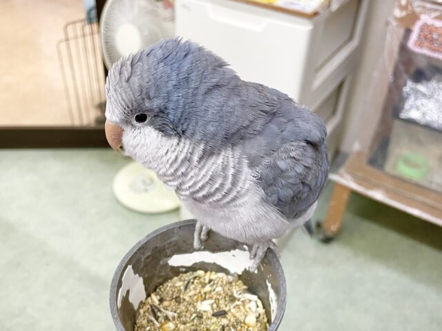 オキナインコ