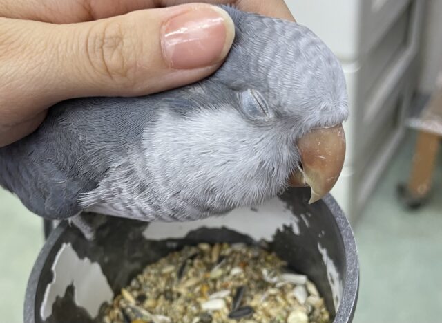 オキナインコ