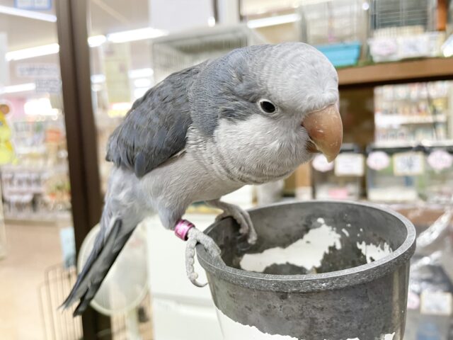 オキナインコ