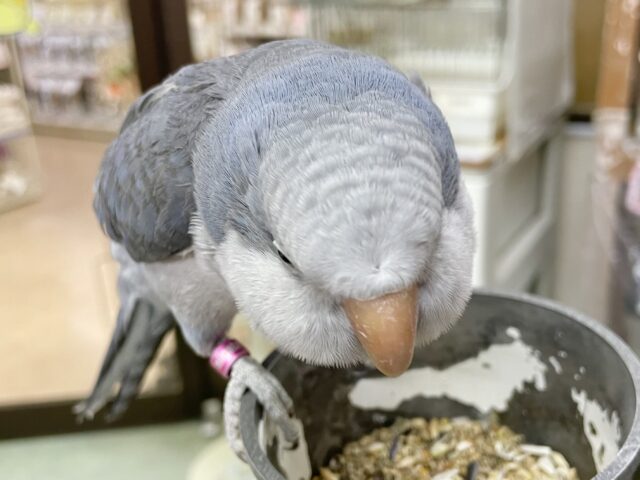 オキナインコ