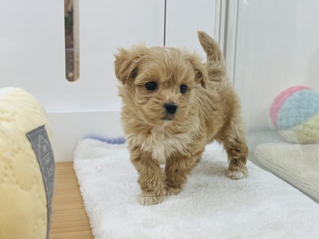 可愛いって言葉だけでは足りない！？ミックス犬くん(マルチーズ×トイプードル)