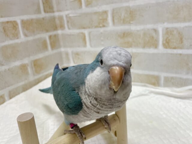 オキナインコ