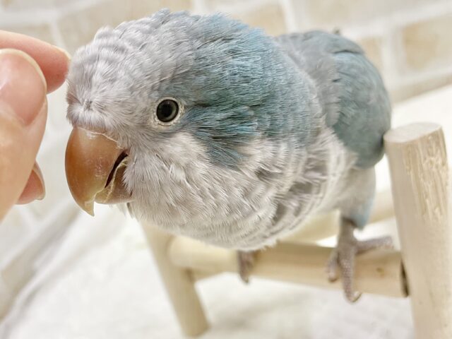 オキナインコ