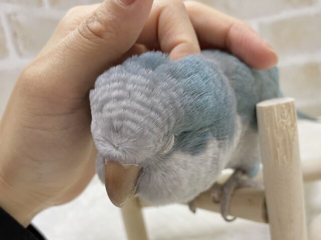 オキナインコ