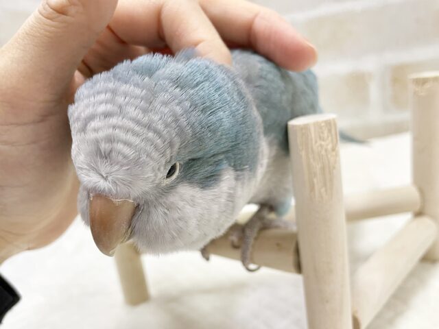 オキナインコ