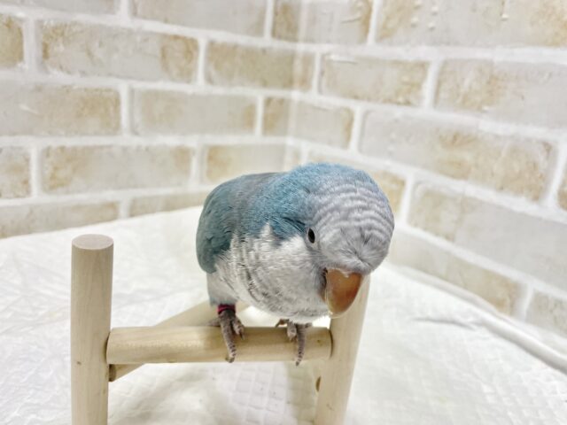 オキナインコ