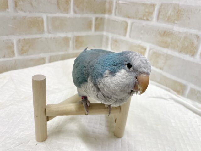 オキナインコ