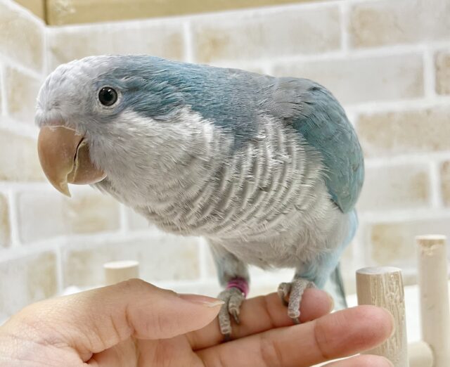 オキナインコ